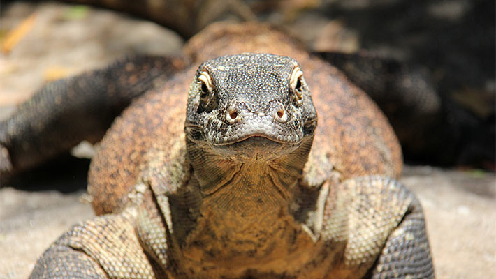 Komodo Dragon. Photo: Paul Fahy