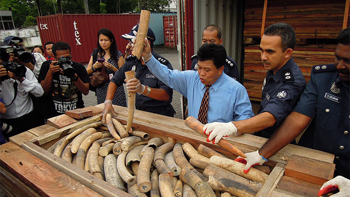 Ivory seizure at Port Kalang, Malaysia. Photo: E. John, TRAFFIC
