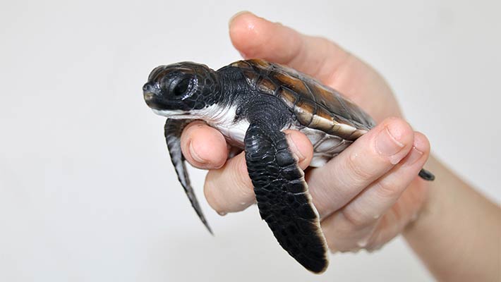 A Green Turtle Hatchling in care at Taronga Wildlife Hospital. Photo: Paul Fahy