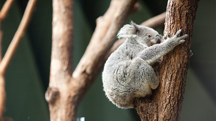 Koala, Taronga Zoo Sydney