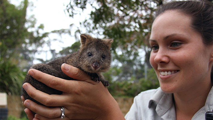 Quokka joey with Keeper Bec Russell-Cook