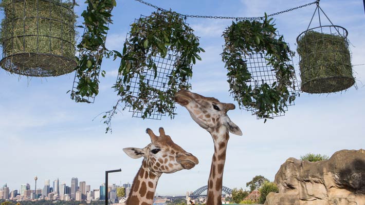 Giraffes enjoying enrichment at Taronga's Centenary celebrations