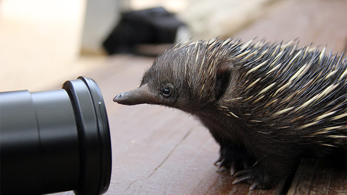 Echidna puggle up close