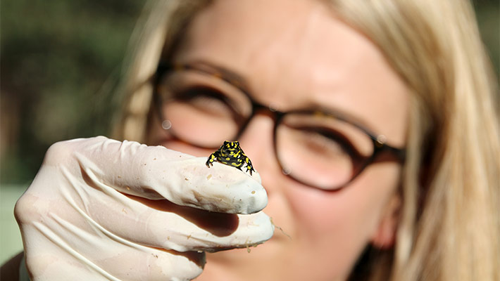 Southern Corroboree Frog