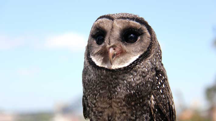 Sooty Owl
