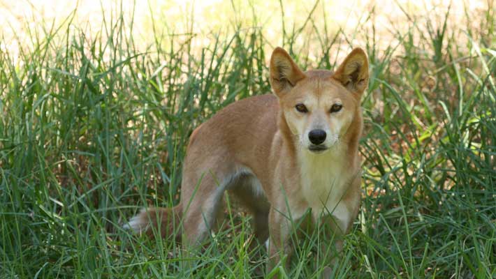 A dingo in long grass