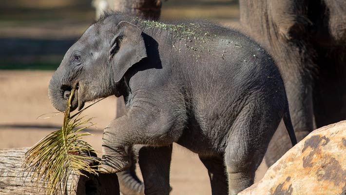 Asian Elephant calf Kanlaya