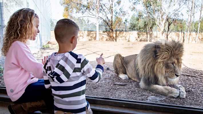 Lion Pride Lands at Taronga Western Plains Zoo Dubbo