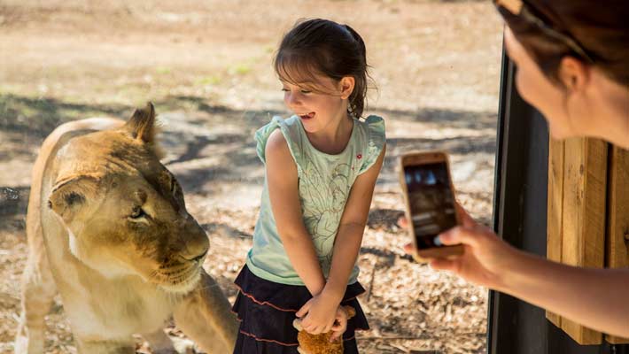 Lion Pride Lands at Taronga Western Plains Zoo Dubbo