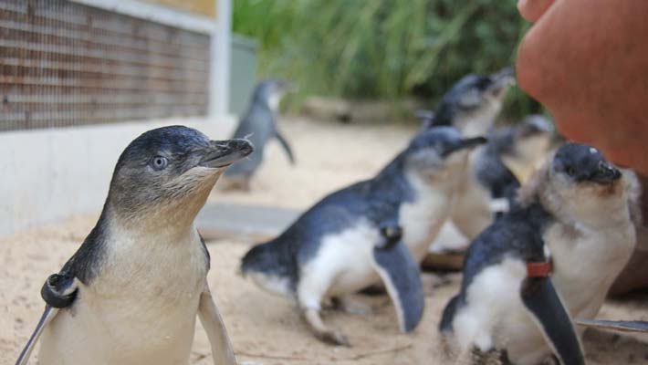 Australian Little Penguins