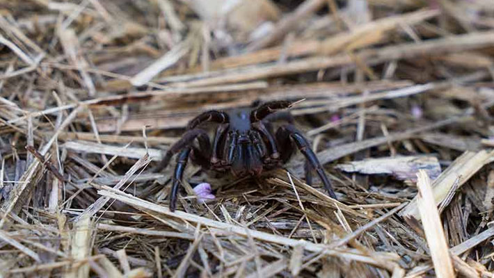 See the Sydney Funnel-Web Spider on an enormous scale