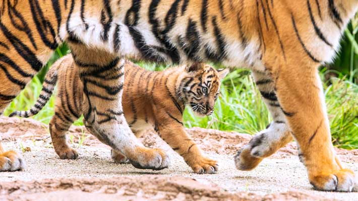 Visit our adorable Sumatran Tiger cubs at Tiger Trek. Photo: Rick Stevens