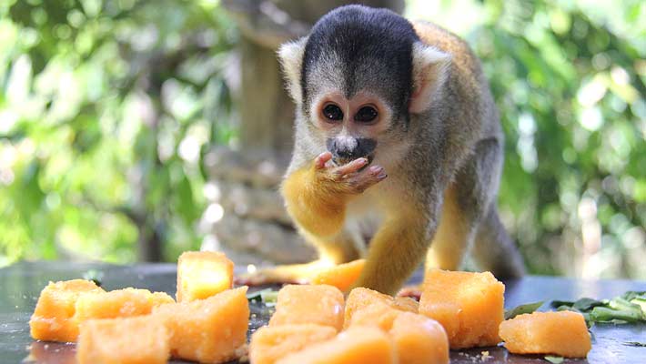 Squirrel Monkey enjoying some icy vegetable treats on a hot day.