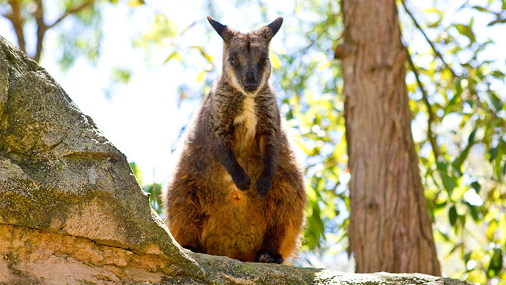 Brush-tailed Rock Wallaby on the VIP Aussie Gold Tour. Photo: Rick Stevens