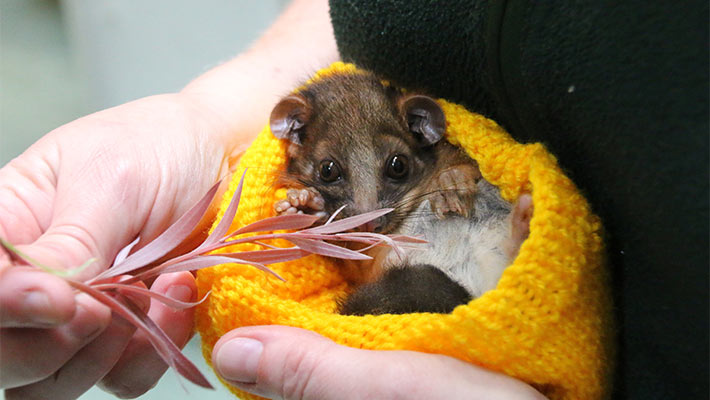 Orphaned Ringtail Possum in care at the Wildlife Hospital