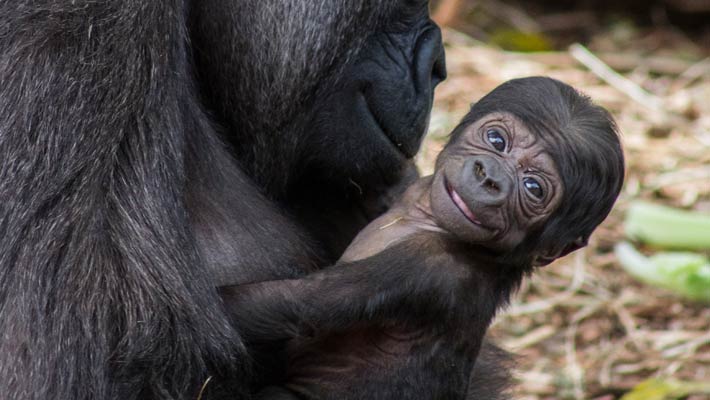 Baby gorilla Mwamba. Photo: Marissa Gillies