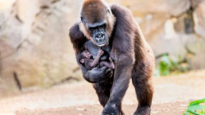 Taronga Zoo Sydney has welcomed a rare female Gorilla baby! Photo: Rick Stevens.