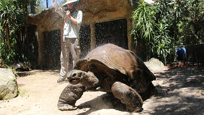Aldabra Giant Tortoise. Photo: Paul Fahy