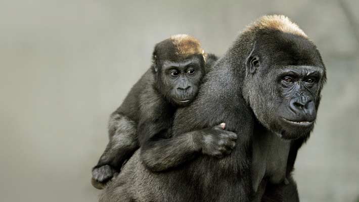 Western Lowland Gorilla.