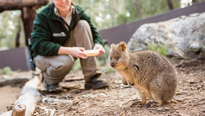 Taronga Keeper with Quokka