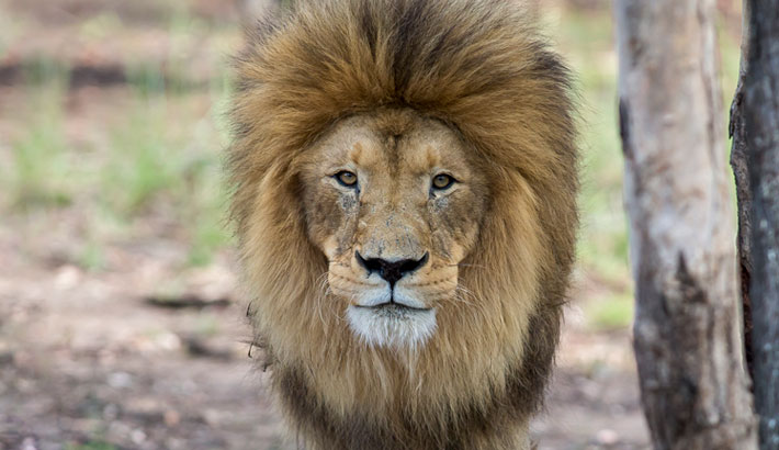African Lion, Lazarus