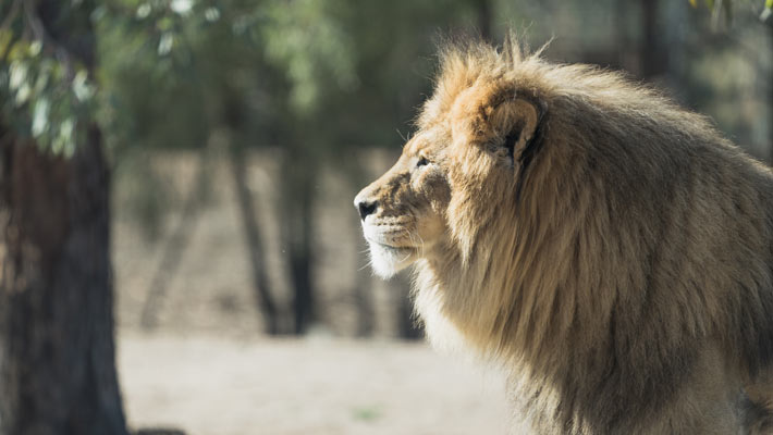 African Lion, Lazarus