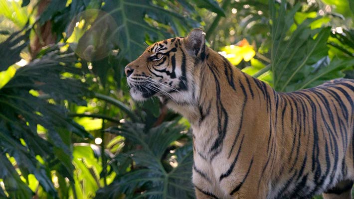 Sumatran Tiger