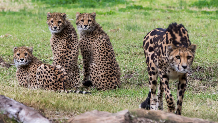 Cheetah mother Kyan with her cubs