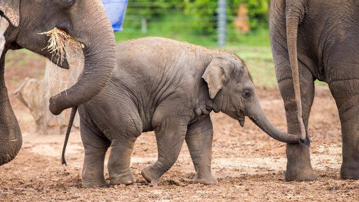 Asian Elephant calf Sabai