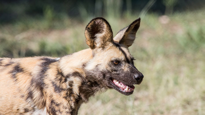 African Wild Dog