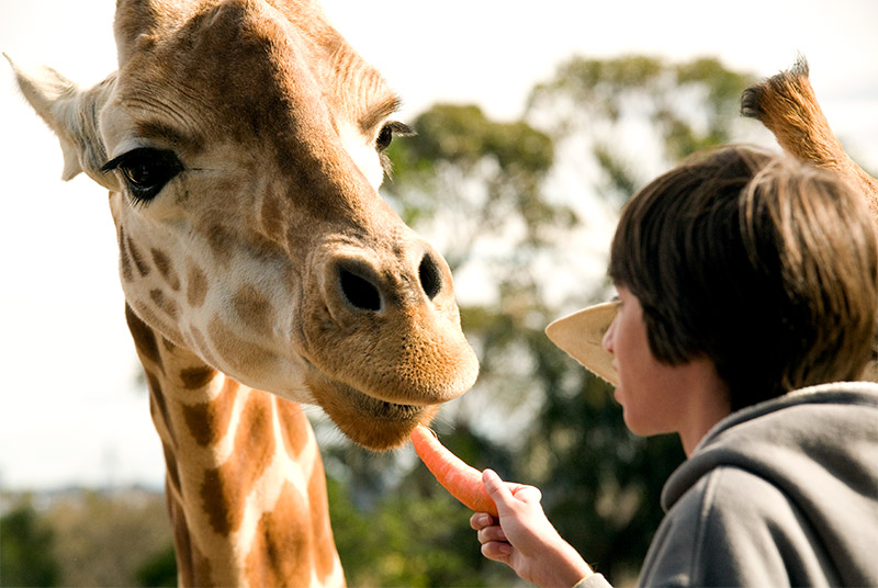 Giraffe encounter