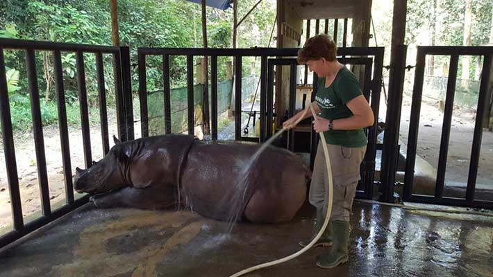 Keeper Nerida Taylor worked alongside SRS rhino keepers as they went about their daily routines