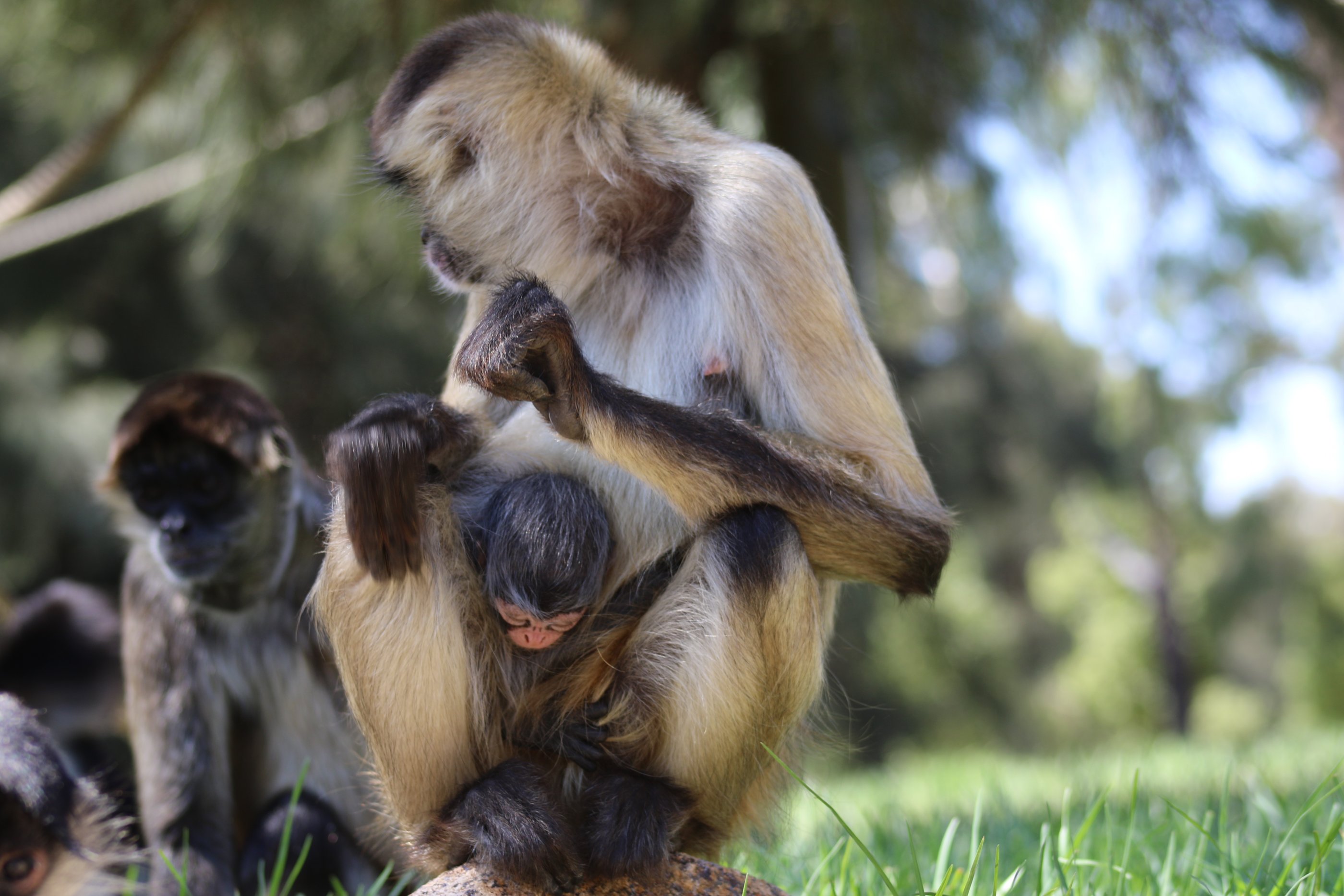 Spider Monkey baby born late February 2019