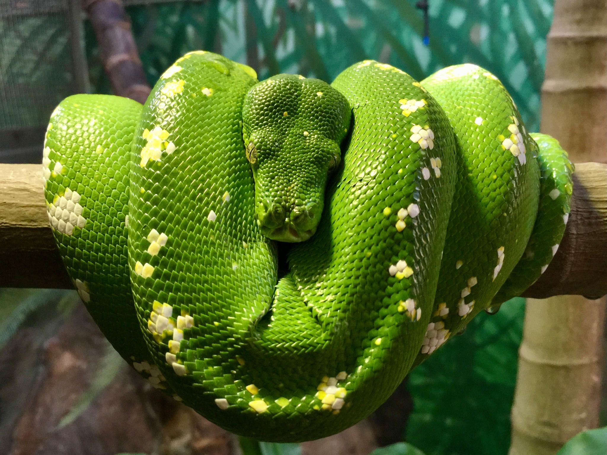 Green Tree Python.
