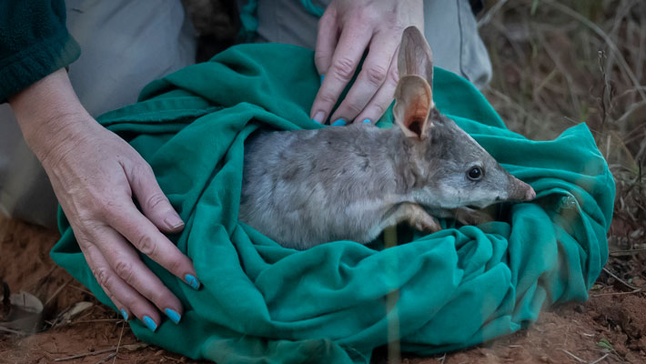 Bilby after health assessment released back into Taronga Sanctuary in Dubbo. Rick Stevens