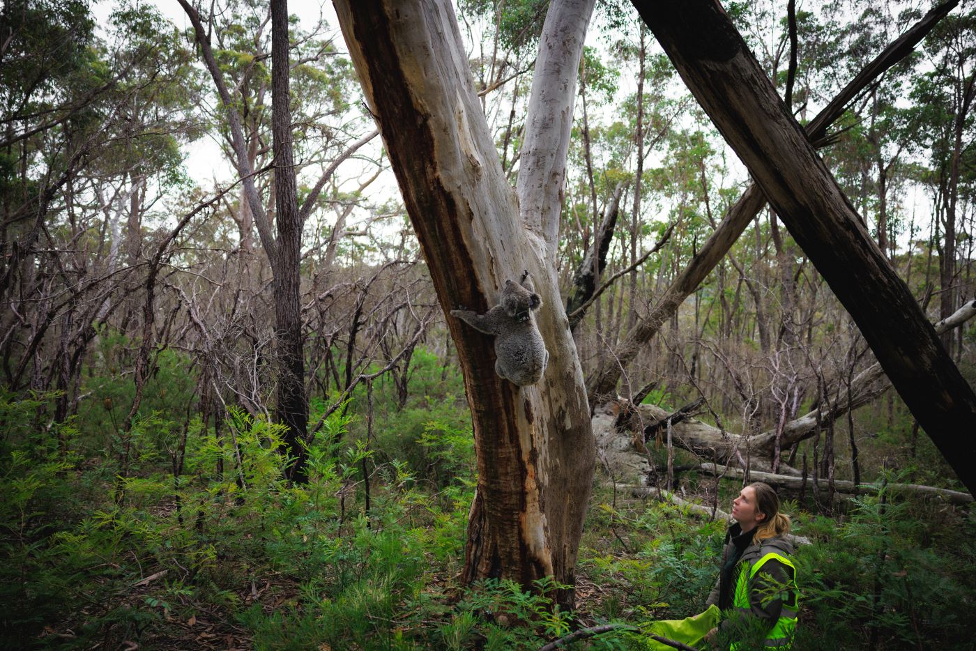 Koala Sentinel Project: Larry Vogelnest