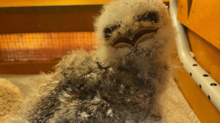 Rescued Tawny Owl Chick