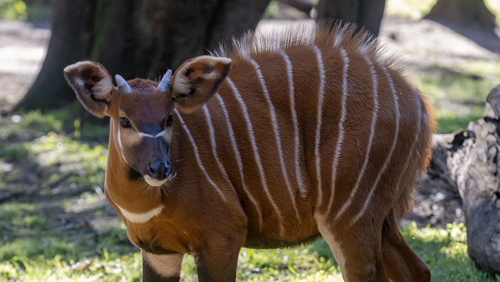 Bongo Calf at Taronga Western Plains Zoo, Dubbo