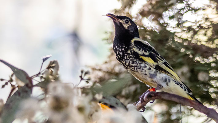 Regent Honeyeater release on Mindaribba Land