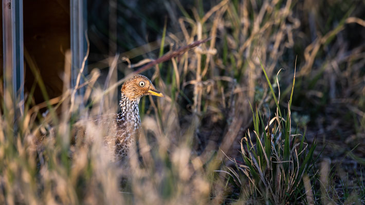 Female Plains-wanderer being released into Hay Plains