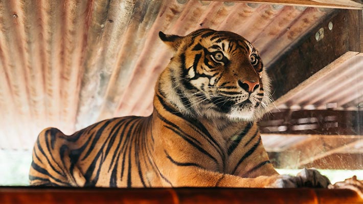 The elegant Sumatran Tigers might pay you a visit while you sip!
