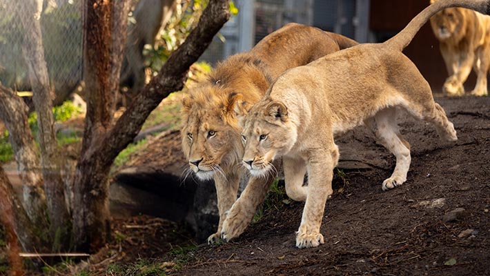 Lion family on the prowl