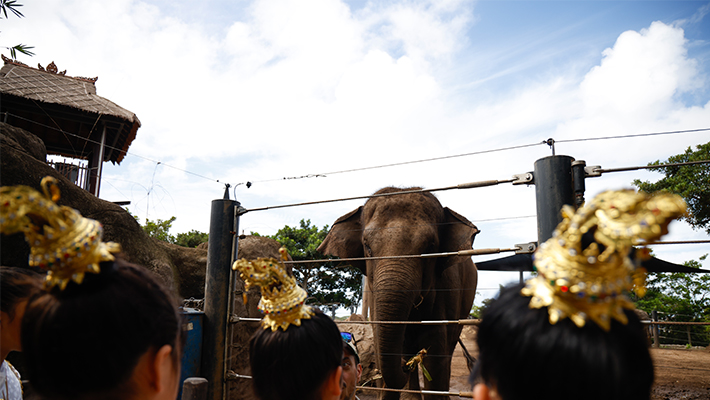 Thai Ceremony to wish Elephants luck on their new journey