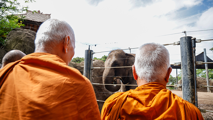 Thai Ceremony to wish Elephants luck on their new journey