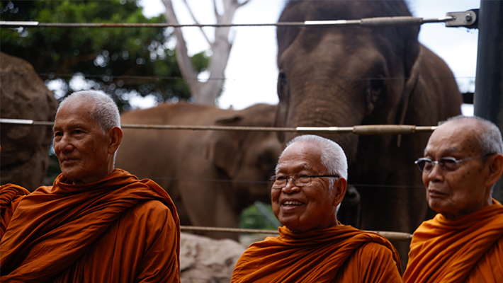 Thai Ceremony to wish Elephants luck on their new journey