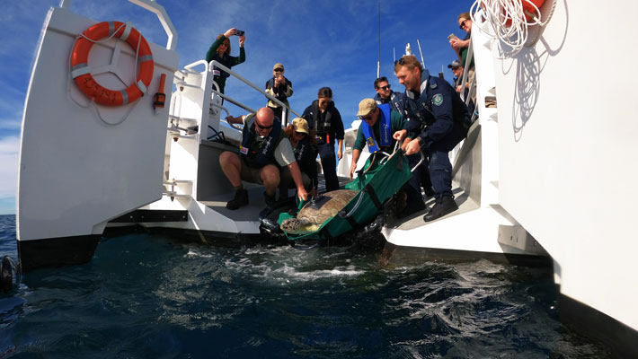 Green turtle released into the ocean by Taronga Wildlife Hospital and NSW Police Marine Area Command.