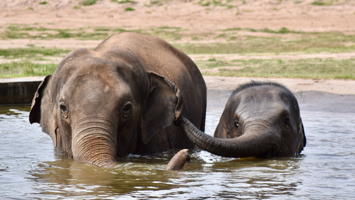 Elephants Anjalee and Kanlaya going for a swim. Grace Humphery