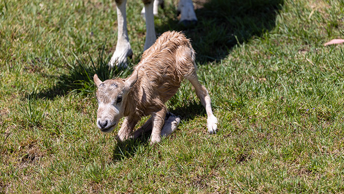 Addax calf at Taronga Western Plains Zoo 