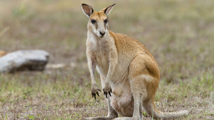 The sandy-coloured Agile Wallabies are nocturnal, grazing from dusk till dawn.