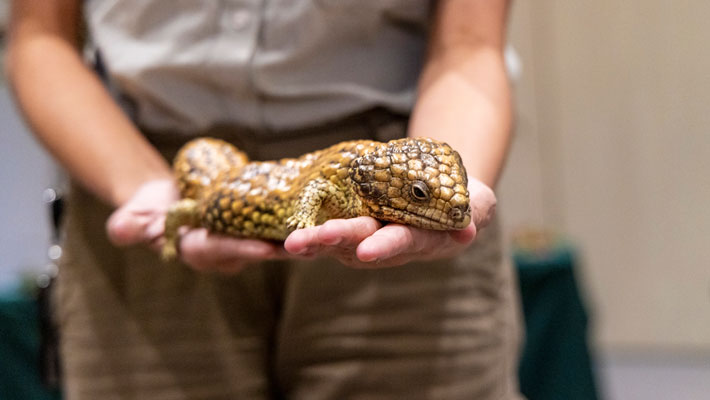 Animals of the Dreaming workshop, Lizard